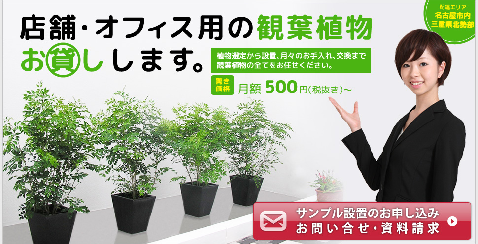 店舗・オフィス用の観葉植物お貸しします。